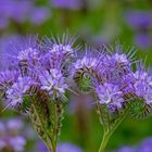 Phacelia