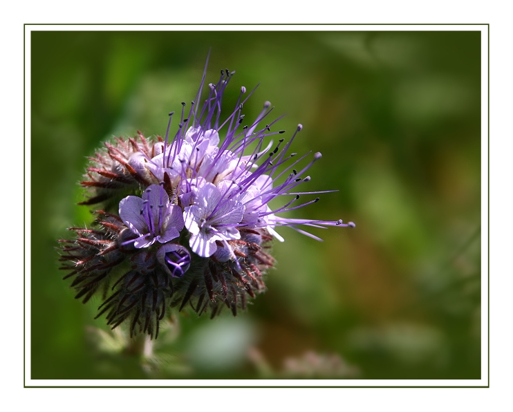 Phacelia