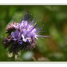 Phacelia