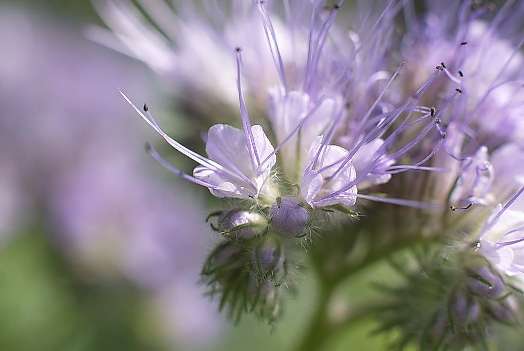 °Phacelia°