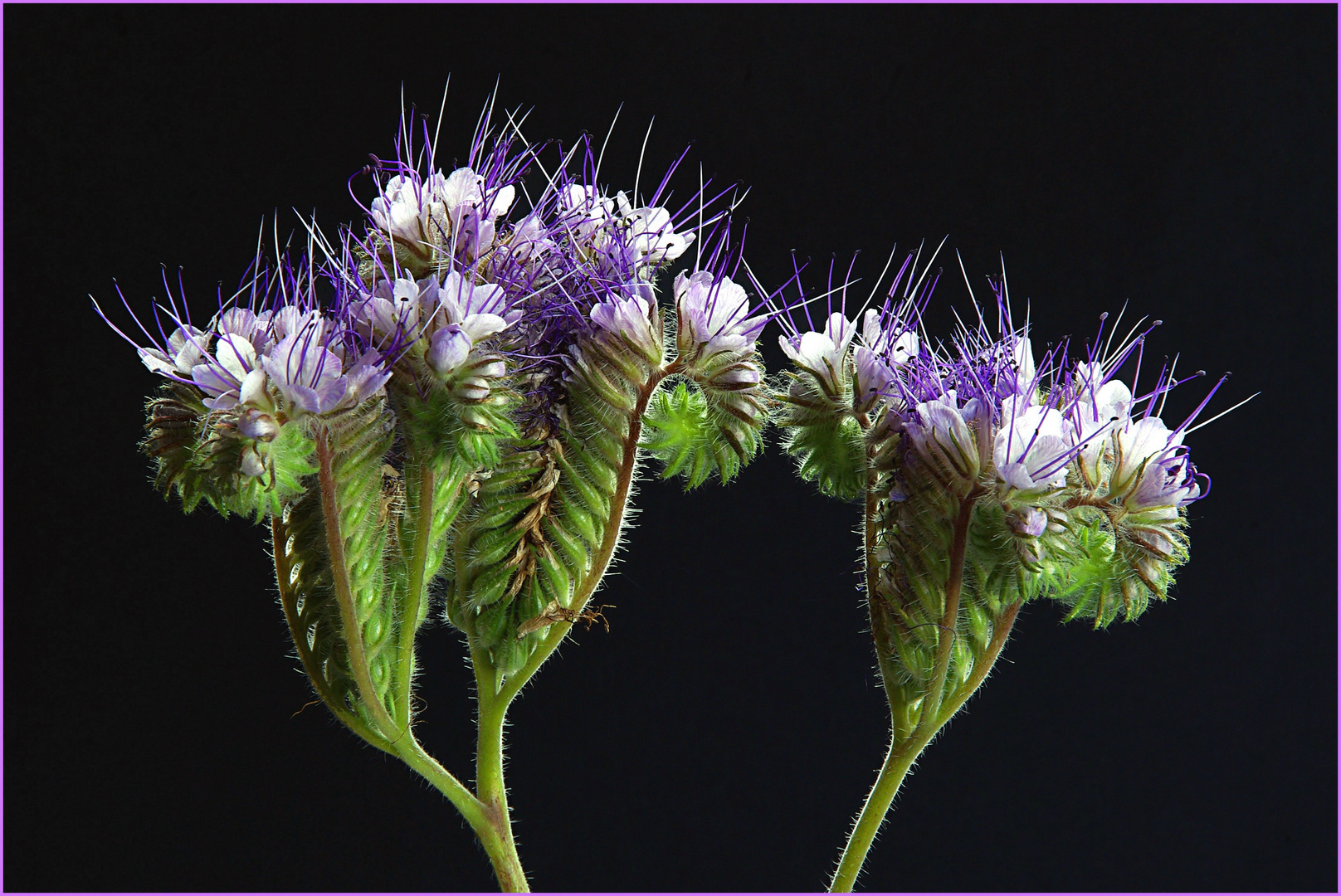 Phacelia (1)