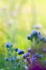 phacelia