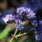 phacelia