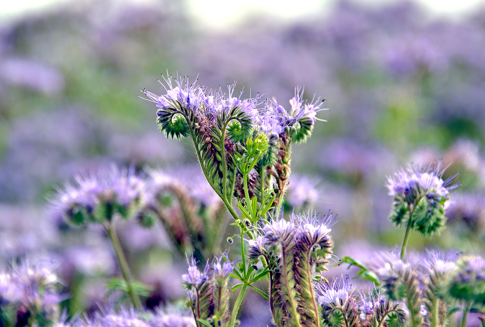 Phacelia