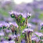 Phacelia