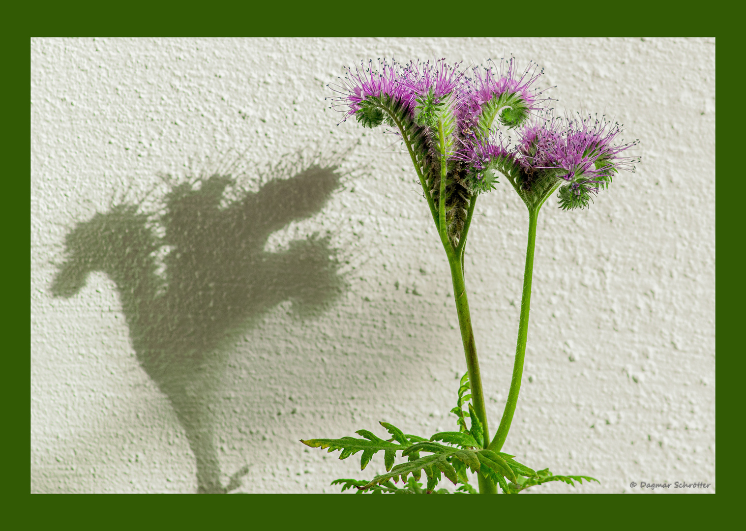 Phacelia (2)