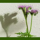 Phacelia (2)