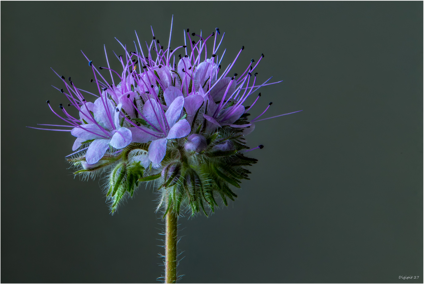 Phacelia 2021-01