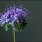 Phacelia 2021-01