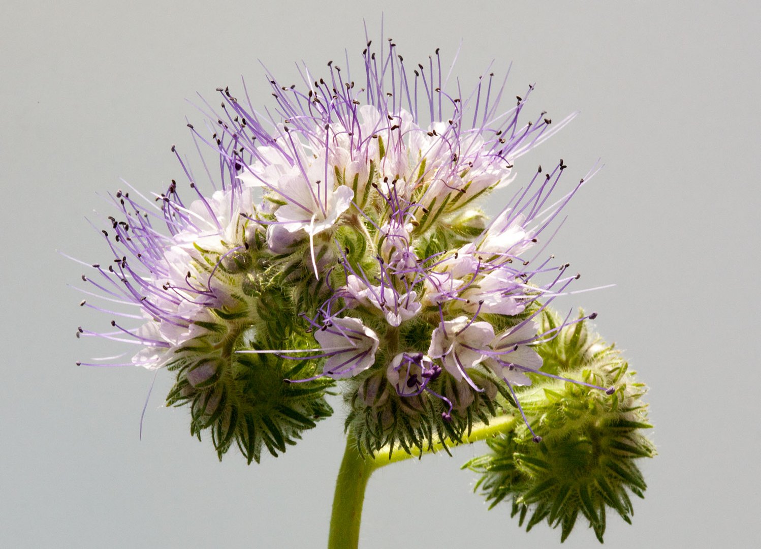 Phacelia