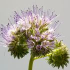 Phacelia