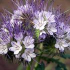 Phacelia...