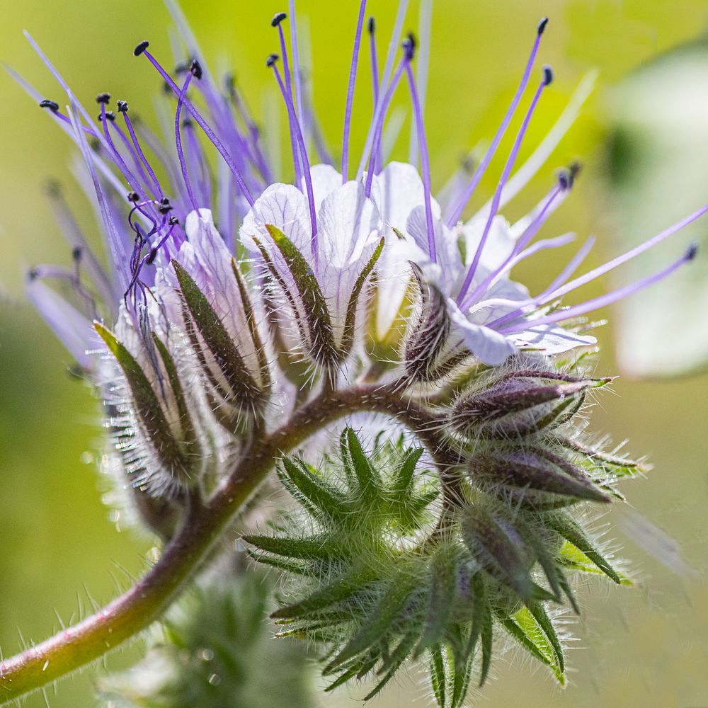 Phacelia