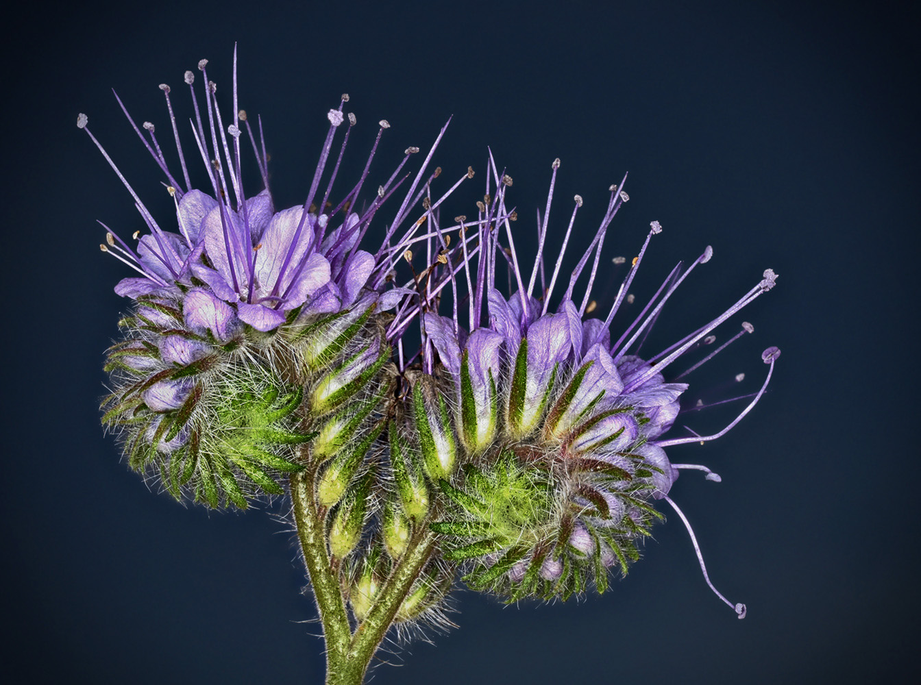 Phacelia