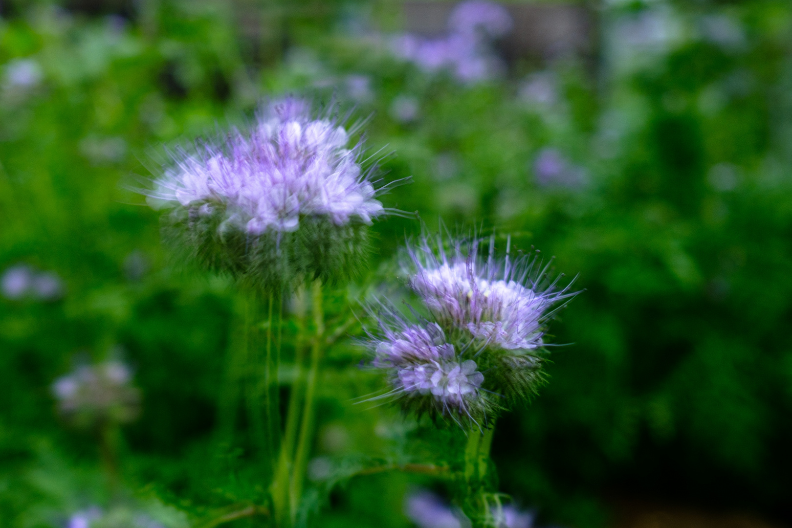 Phacelia