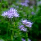 Phacelia