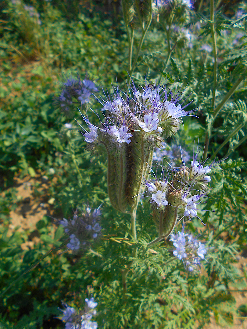 Phacelia