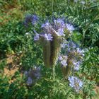 Phacelia