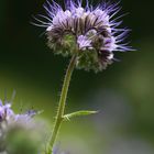 Phacelia