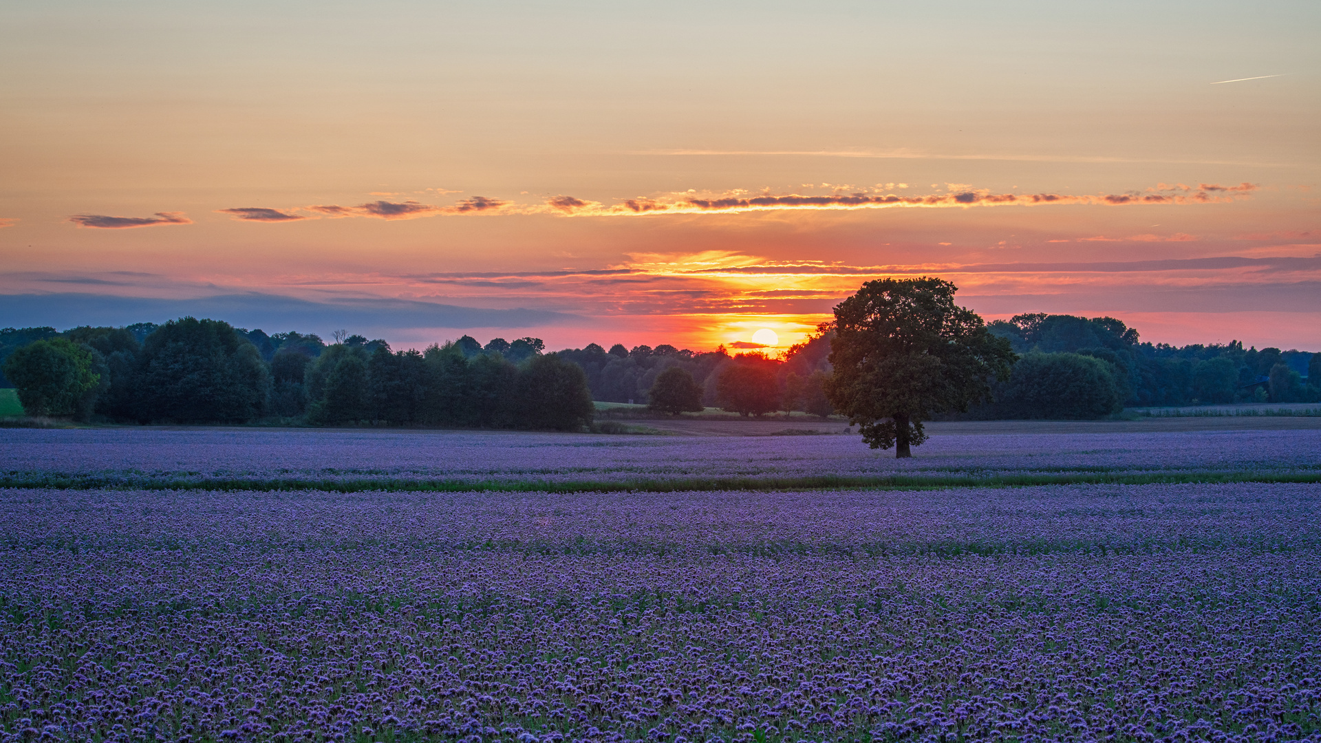 Phacelia