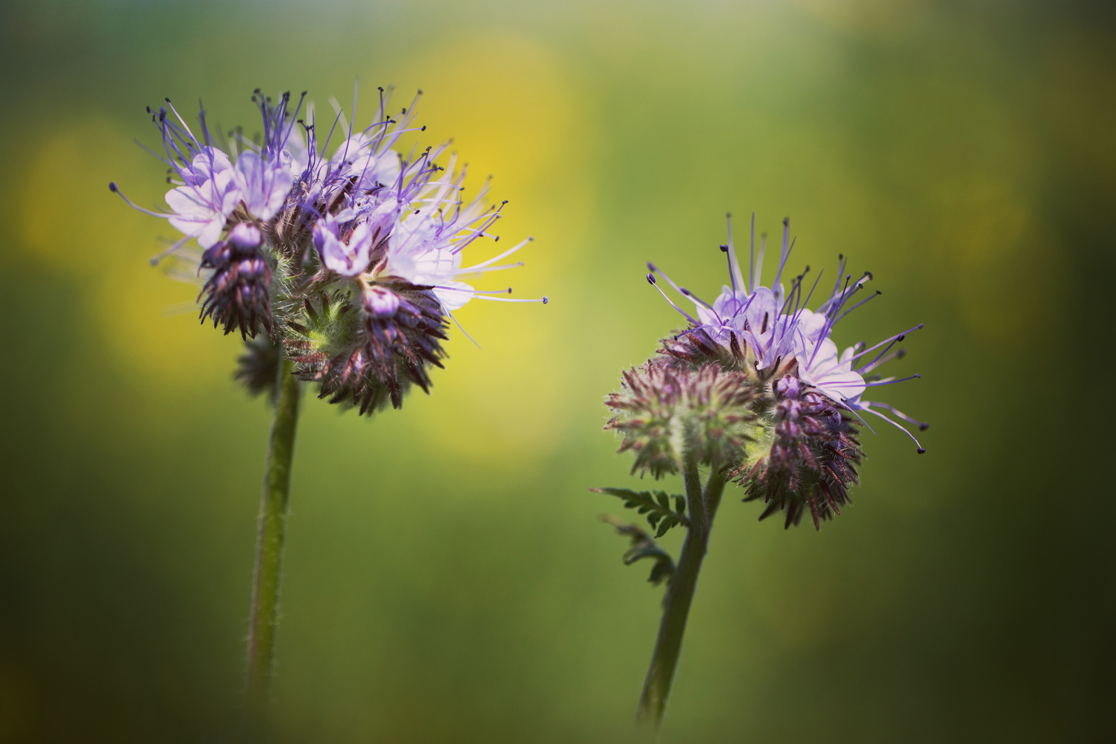 Phacelia