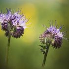 Phacelia