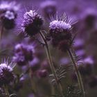 Phacelia