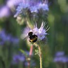 Phacelia