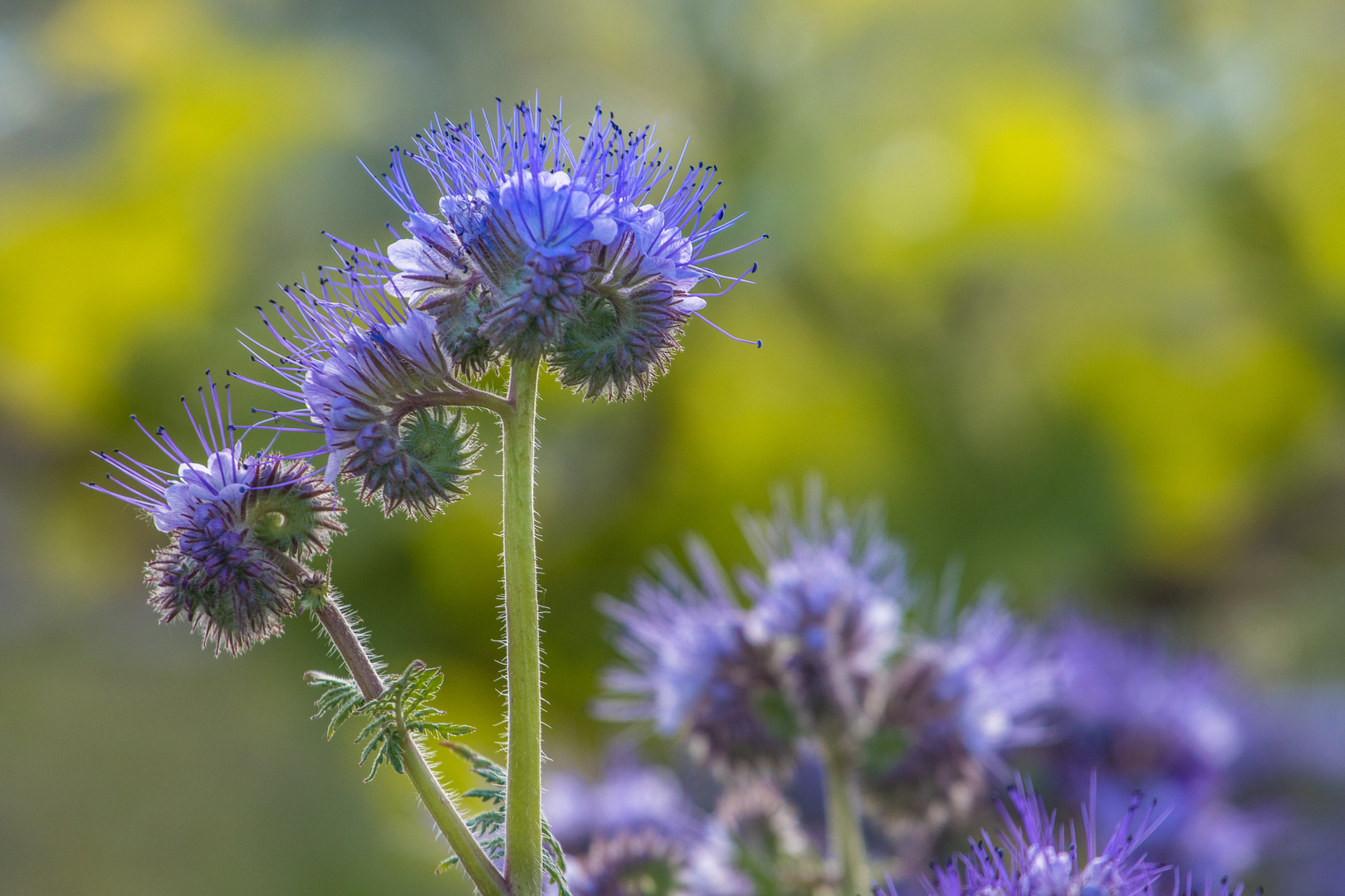 Phacelia