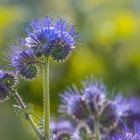 Phacelia