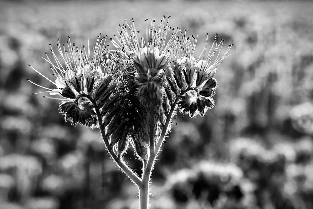 Phacelia