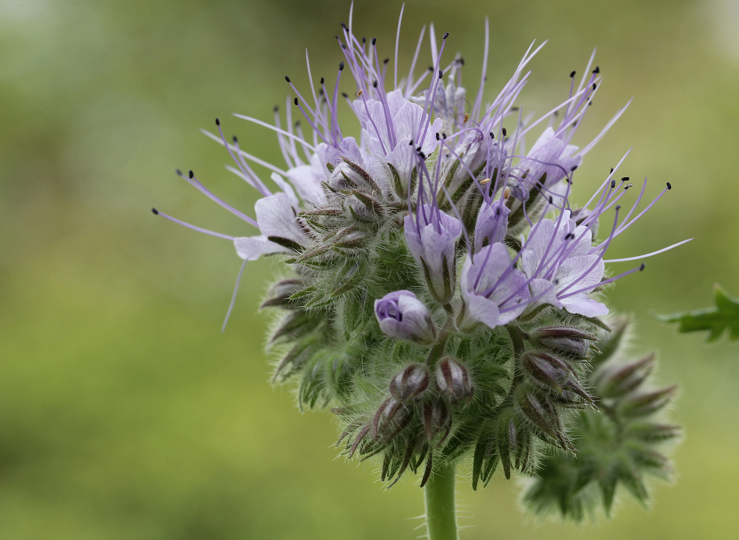 Phacelia