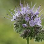 Phacelia