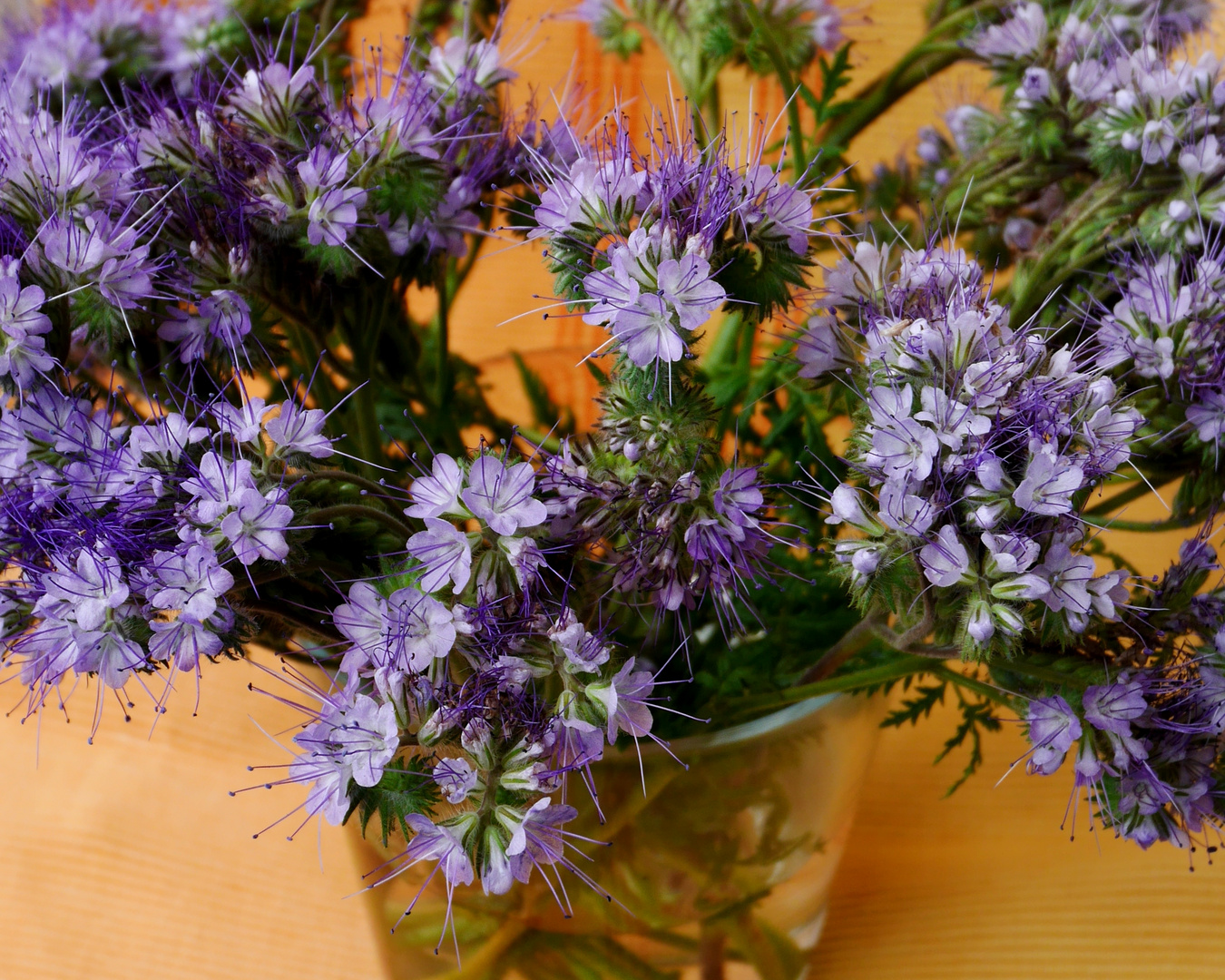 Phacelia