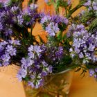 Phacelia