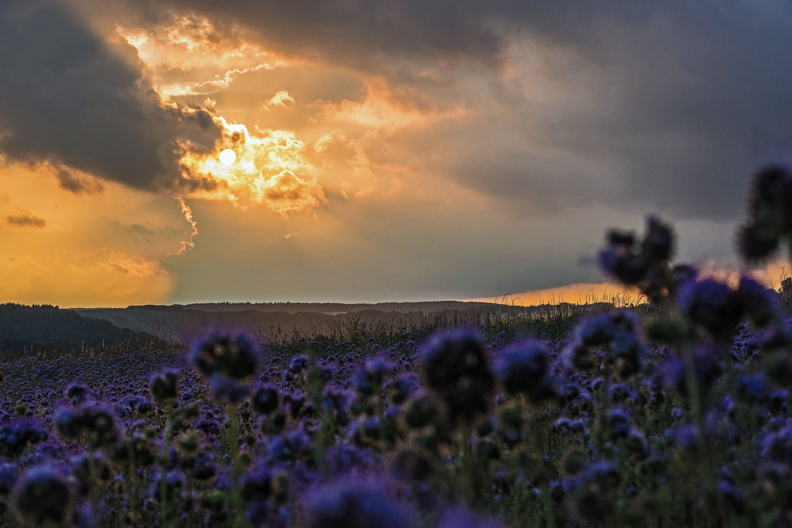 Phacelia