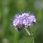 Phacelia