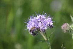 Phacelia