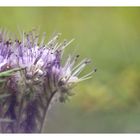 Phacelia ...