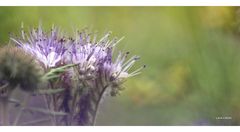 Phacelia ...