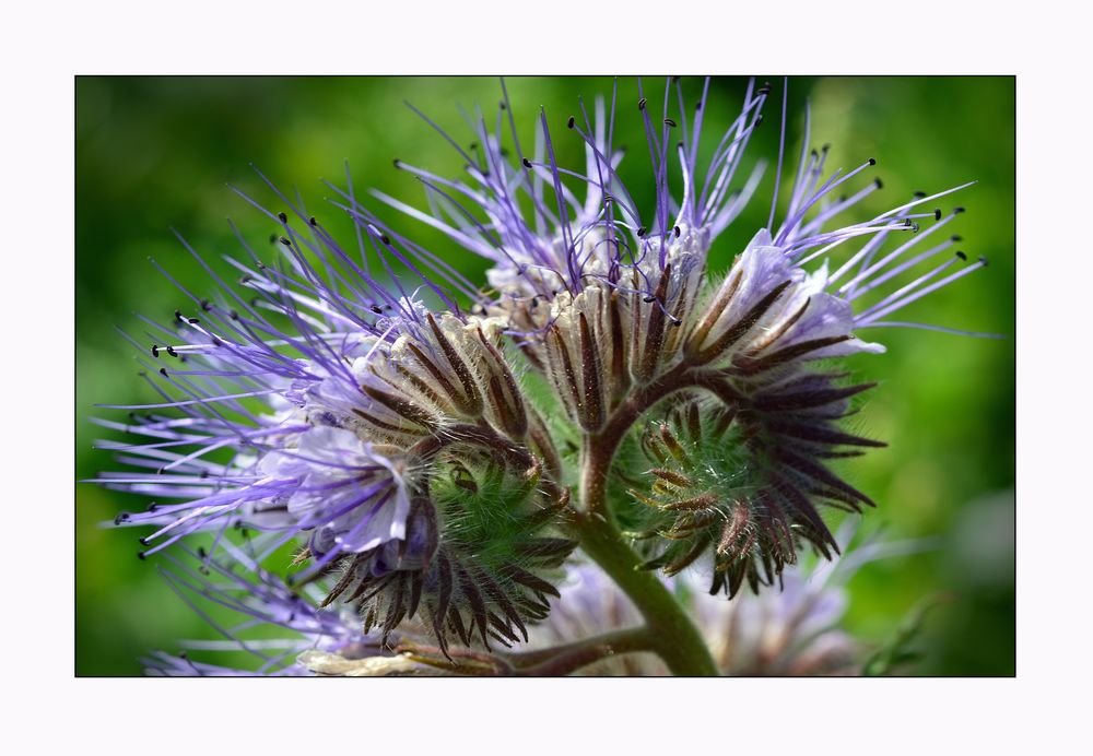 Phacelia