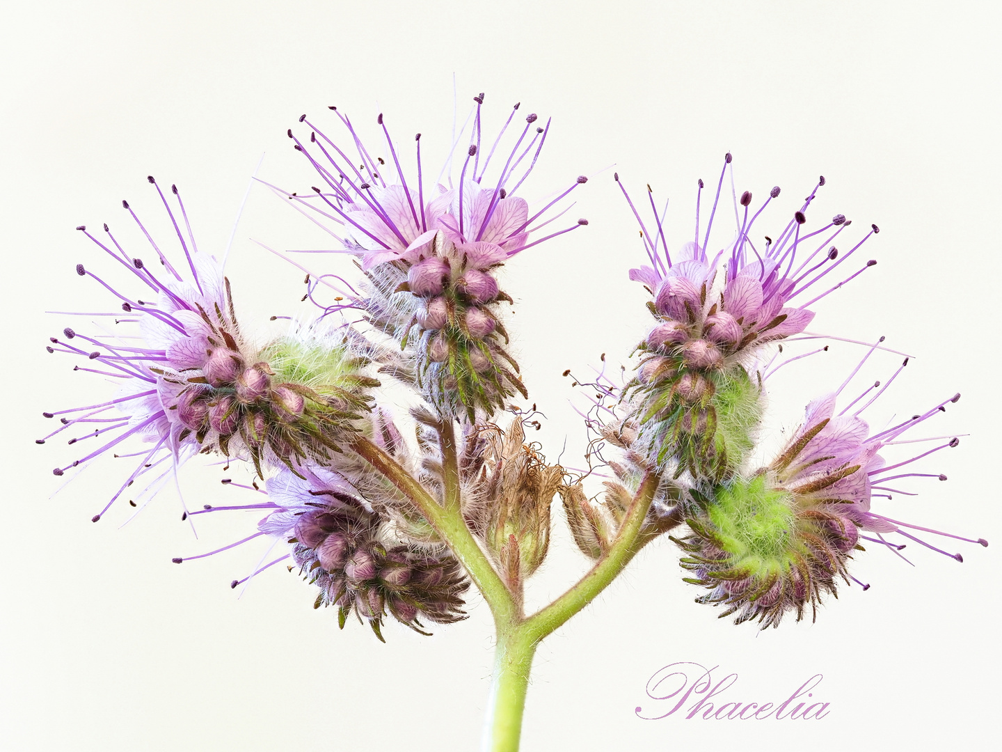 Phacelia