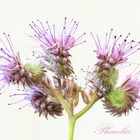 Phacelia