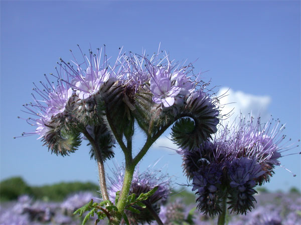 Phacelia