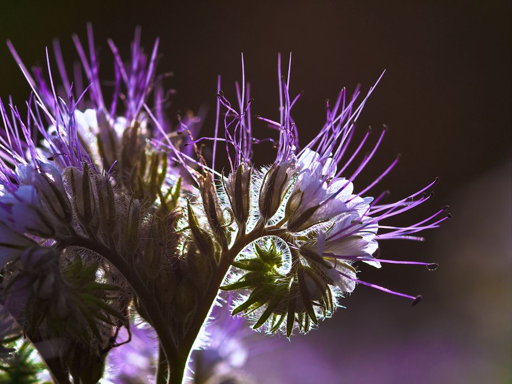 Phacelia