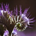 Phacelia