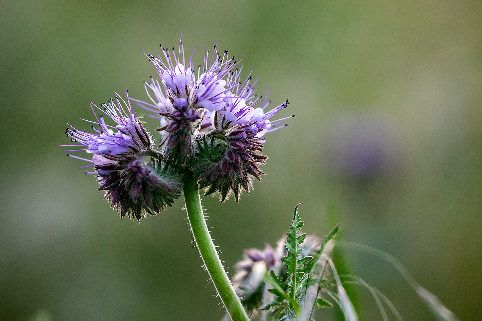 Phacelia... Foto & Bild | world, spezial, natur Bilder auf fotocommunity