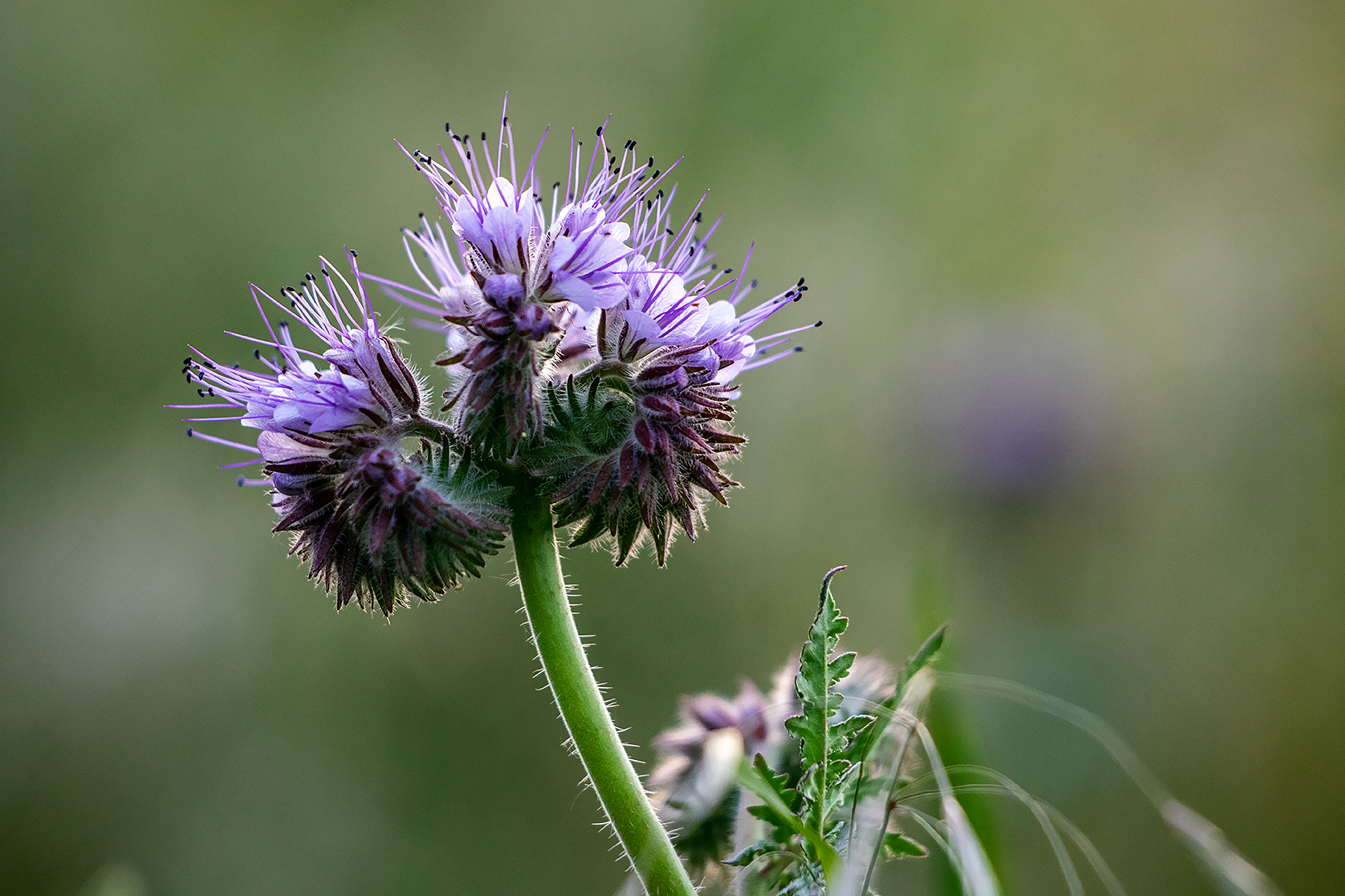 Phacelia...