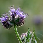 Phacelia...