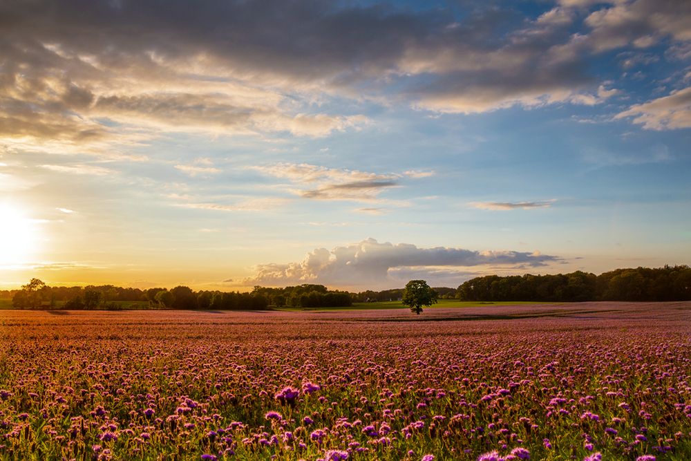 Phacelia ....